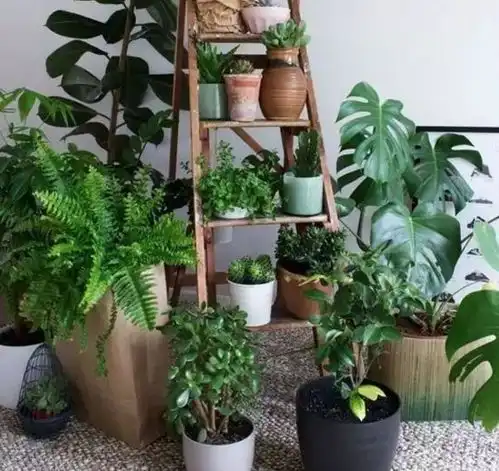 花一派丨不住一楼就不能养绿植了没阳台就不能有花园了