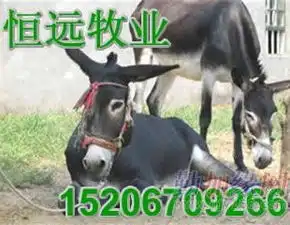 辽宁省肉驴养殖毛驴养殖种驴养殖德州驴养殖