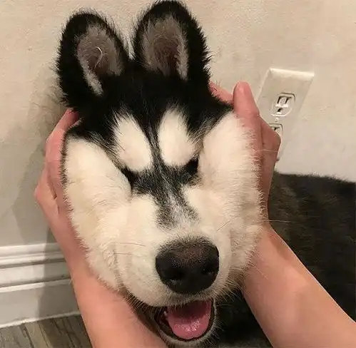 原来,养狗还有这个用处