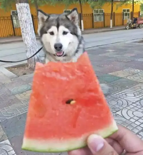 西瓜太郎的夏天