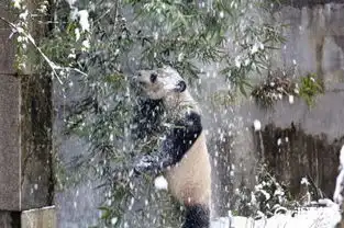 熊猫卖萌的雪地生活