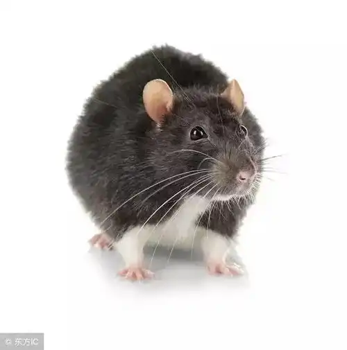 生肖鼠翻身之日到了,百年不遇的机缘,机会错过就不再有了