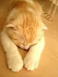 猫咪bobohoesdlifewow尽在生活易wow方便分享结婚及生活资讯forum个人blog分享share社交网站,建立好友群组私房小圈子讨论区wow.esdlife.com