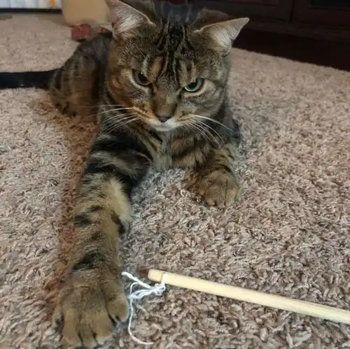 流浪猫一脸凶恶,被误以为是当地猫老大,其实它个性超反常