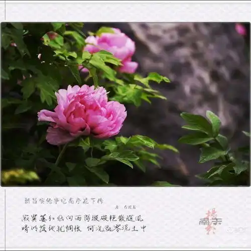 牡丹花雍容华贵的芳容帷幕已开,游古都,赏牡丹我在洛阳等你来