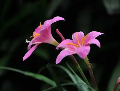 善良的人,自带光芒