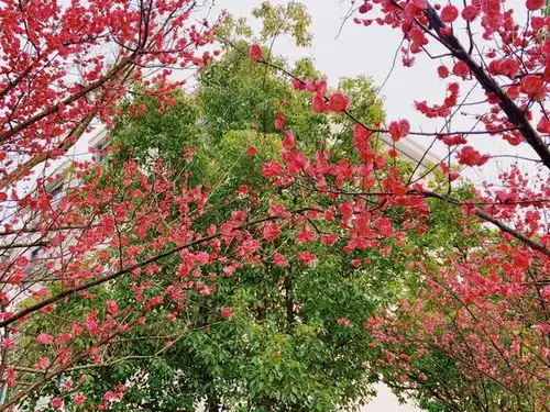 滴一场盛大花事正在酝酿,从这里开始
