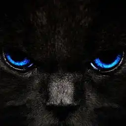 高清黑猫手机壁纸下载