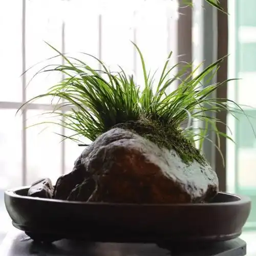 菖蒲作为花草四雅之一,耐阴有神韵,彰显品味的好选择