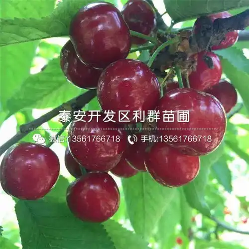 2019年桑德拉樱桃树苗批发-黄页88网