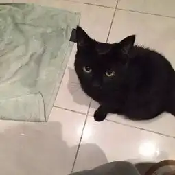 原来不是每只猫咪都会埋屎,而不埋屎的原因是...
