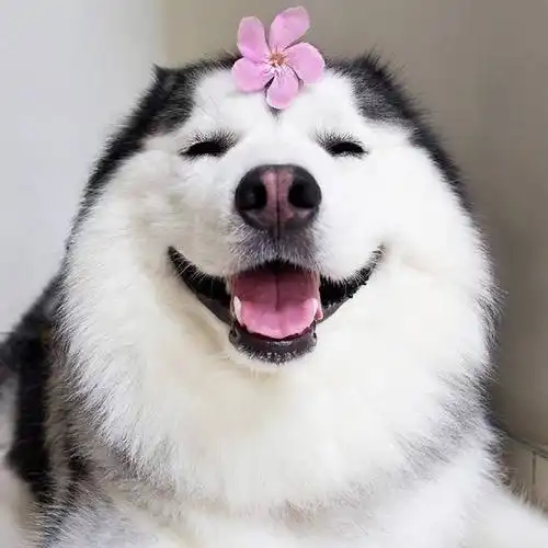 测试一个超长简介的文章