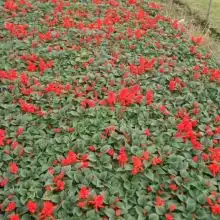 山东省青州市羽禾花卉绿化苗木基地
