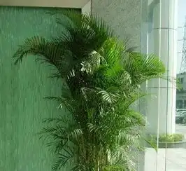 罗湖花木租摆,深圳绿植租赁,绿化工程,我司价格更低