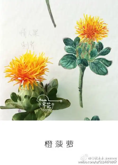 花苞状的橙菠萝和开花的橙菠萝草花木木堆糖,美好生活研究所