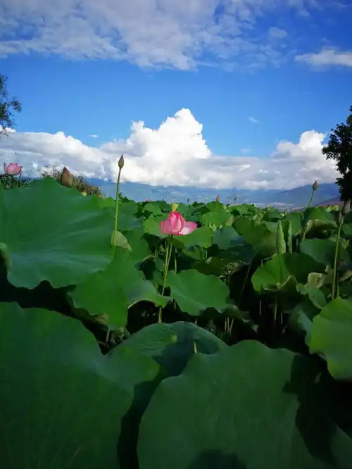 西昌邛海湿地成片荷花争相绽放