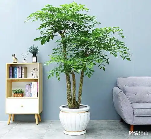 客厅有树,十有九富3种树适合种植在家,招财纳福,太赞了绿植铁树幸福厅堂网易订阅