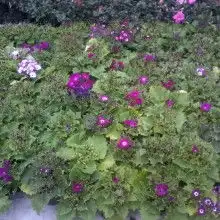 青州市花卉苗木产业基地