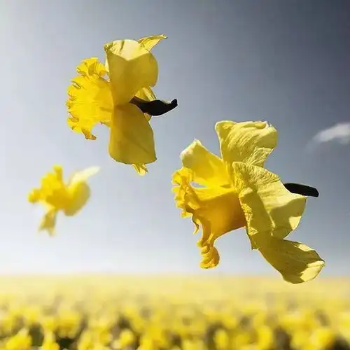 下午好头像丨微信最吉利的好看头像唯美图片