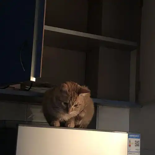 小猫咪晚上不睡觉偏要抓老鼠咋办