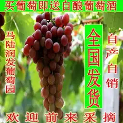 玫瑰葡萄报价厂家