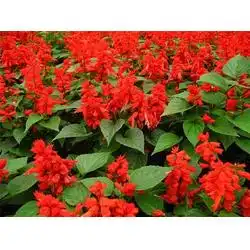 草花销售,合胜花卉,河北草花