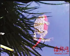 懒青蛙搭便车骑金鱼