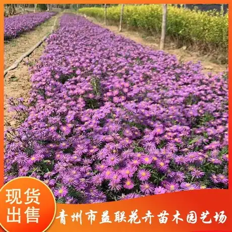 青州市益联花卉苗木园艺场