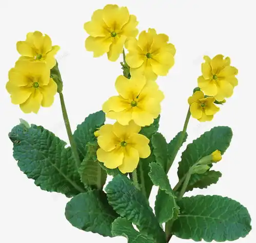 月见草花植物花园自然剪出孤立免费下载页面网页平面电商创意素材月见草素材