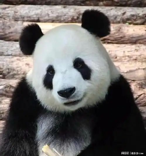 每天认识一只大熊猫飞云,熊猫届的萌妹