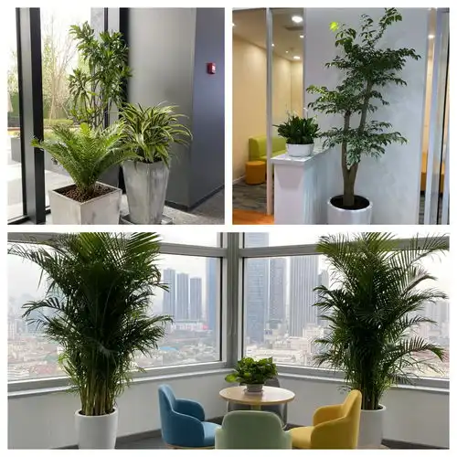 天津花卉租赁公司丨室内绿植租摆公司丨天津花卉租摆公司丨天津花卉销售公司
