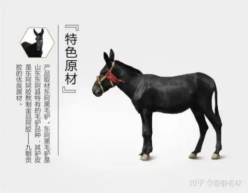 阿胶养生,到底养的什么
