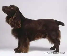狗狗能陪伴我们多久有多爱它就有多害怕失去.....