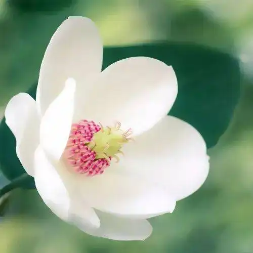 测试一个超长简介的文章