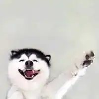 哈士奇头像憨厚可爱的二哈哈士奇头像