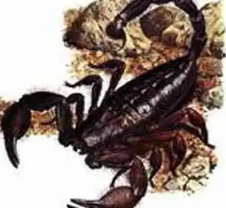 世界十二大剧毒生物揭密
