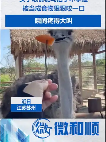 女子喂食鸵鸟后手不拿走,被当成食物狠狠咬一口,瞬间疼得大叫