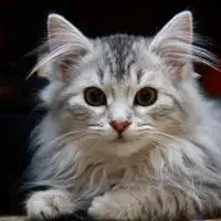 猫咪qq头像大全不同风格的猫王头像