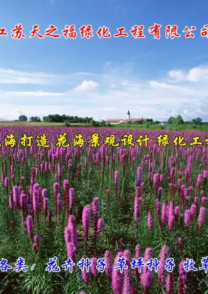 江苏淮安狼尾草种子种植技术诚信互利