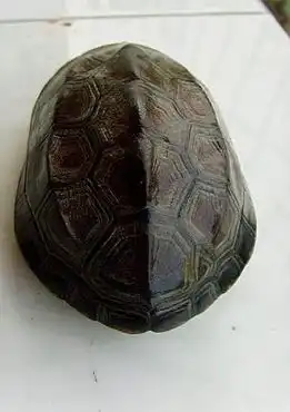 木木自己用的图片素材借用此地