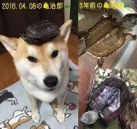 日本最会顶的柴犬,一只在汪界特立独行的boy