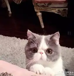 明星宠物颜值高蔡依林的比熊都能出道了..