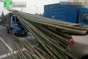 奥迪见黄灯急停遭竹子万箭穿心被刺透