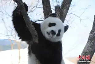 大熊猫长春越冬雪地卖萌