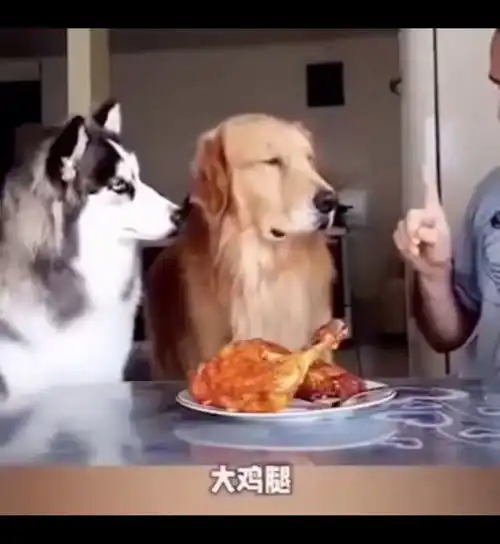 哈士奇沙雕搞笑视频