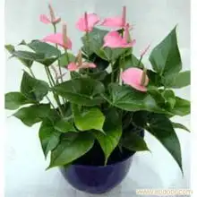 粉掌虹口区植物租摆公司