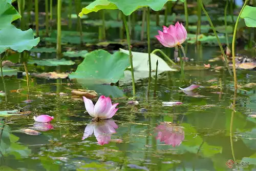 云南昌宁夏至已至荷花盛开