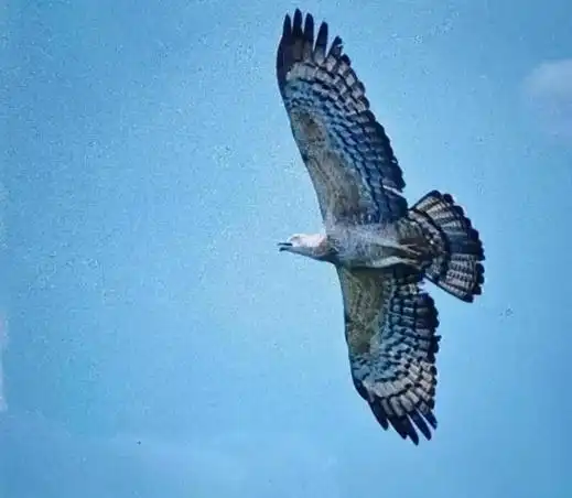 马来西亚马六甲迎来老鹰季,5天内超8000只老鹰过境