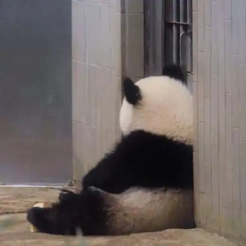 被大熊猫背影萌化了是怎么回事,关于大熊猫的背影的新消息多特软件资讯