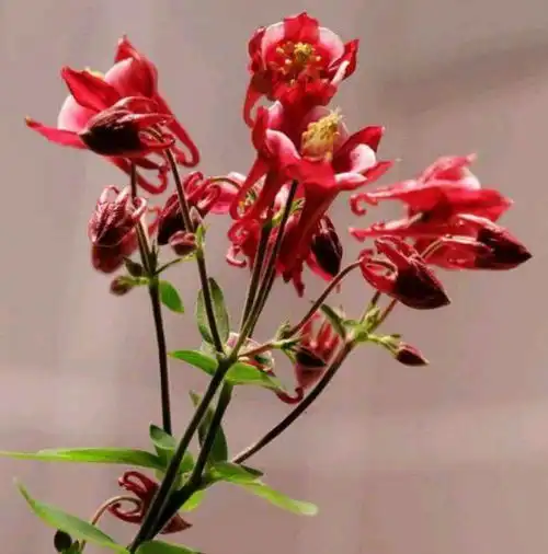 测试一个超长简介的文章